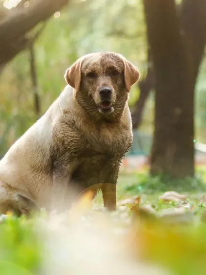 After a joyful roll in the mud, Bella the Labrador sits patiently in the grass, her coat telling the story of a fun-filled day. Her expressive eyes show a happy and contented soul.