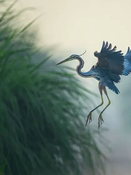 A Purple Heron coming in to land, its colorful plumage on full display against the misty background. This is a beautiful example of capturing birds in their wetland environment.