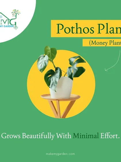 The Pothos, or Money Plant, is known for its beautiful trailing vines and heart-shaped leaves. It's incredibly easy to grow and is believed to bring good fortune and positive energy.