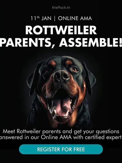 Rottweiler parents, assemble! If you're facing challenges like leash pulling, jumping, or resource guarding, join my free online AMA. I'll answer all your questions and help you understand the unique needs of this majestic breed.