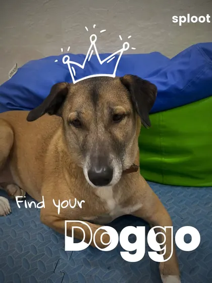 Step 2: Find your doggo and get their attention. Make sure you're in a calm environment with minimal distractions.