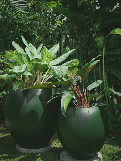 These dark green, glossy, round planters make a bold statement. Paired with leafy Aglaonema and Philodendron plants, they create a sophisticated look perfect for an upscale balcony or terrace garden.