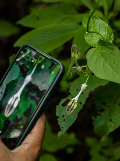 Documenting an endemic Ceropegia Vincifolia flower in the Western Ghats. This unique plant traps insects for pollination, not to eat them. Nature is full of such amazing stories.