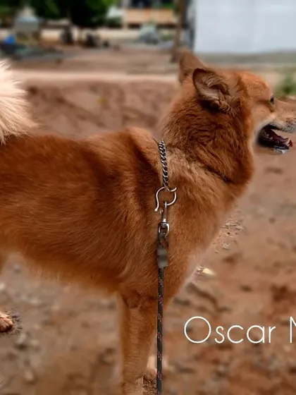 This is Oscar now. A magnificent, healthy, and happy dog. This is the "after" that makes all the struggle worth it.