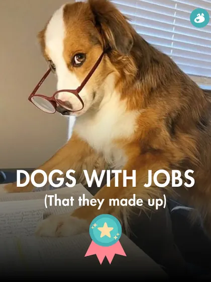 Our dogs have jobs they made up themselves. This series celebrates the important roles our pets play in our lives, from 'couch warmer' to 'floor crumb inspector'.