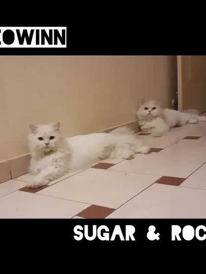 Sugar and Rocky, two stunning white Persian cats, lounging elegantly on the floor. They look like royalty holding court.