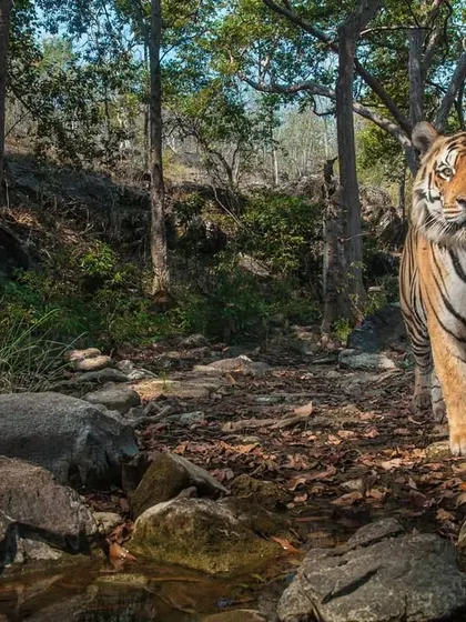 This is the start of the 'Tiger Trail' series. A resident male tiger approaches the camera trap I set up along a known animal pathway, offering a clear, eye-level portrait.