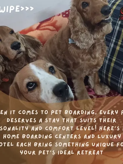 Every pet deserves a stay that suits their personality. We offer different options across our home boarding centers and luxury pet hotel to create the ideal retreat.