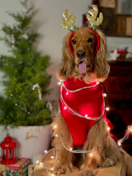 Another memory from last December's Christmas photoshoot, with Posto wrapped in festive lights.