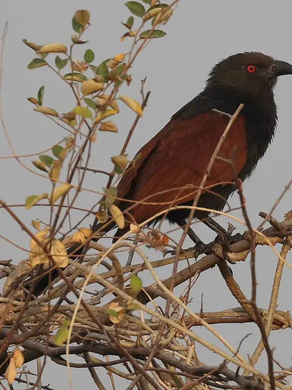 The Greater Coucal, with its deep red eyes and contrasting plumage, is a common resident bird across India and Southeast Asia. It's a non-parasitic member of the cuckoo family, often seen foraging on the ground.