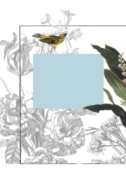 Another concept collage for the 'A Tonic of Calm' project, exploring different combinations of monochrome sketches and colored botanical elements.