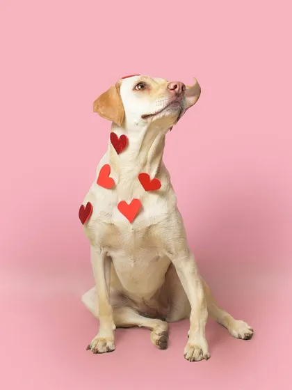Covered in love for Valentine's Day! Luna the Labrador is giving her best smoulder, covered in little red hearts against a perfect pink backdrop.