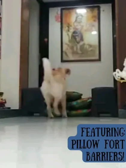 Here's Momo having a blast jumping over a pillow fort barrier! This is a great way to practice agility skills and provide mental and physical exercise indoors.