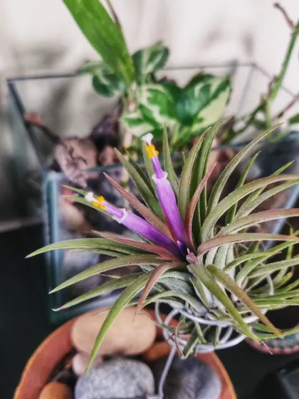 The flowering Air Plant in its glass terrarium setting, surrounded by stones.