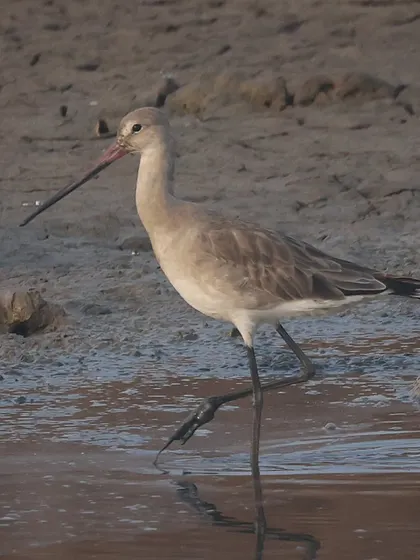 The Black-tailed Godwit is a long-distance champion. A close relative, the Bar-tailed Godwit, holds the record for the longest non-stop migration, flying over 13,500 km from Alaska to Australia.