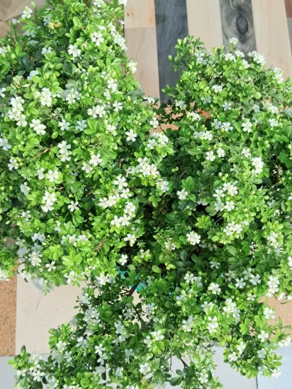 An overhead view of my two Madhukamini bushes.