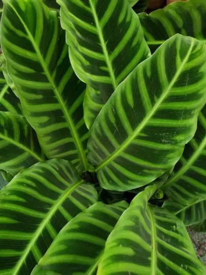 A close-up of the stunning striped leaves of a Calathea Zebrina, or Zebra Plant. This prayer plant is famous for its decorative foliage and is a great addition to any collection.