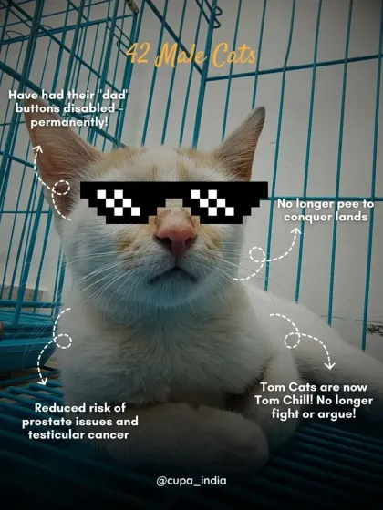 The 42 male cats we neutered in April are now "Tom Chill." They have a reduced risk of prostate and testicular cancer and are less likely to fight or spray.