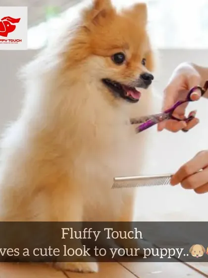 Giving a cute look to this Pomeranian puppy. I am extra gentle with puppies to make sure they have a positive grooming experience.
