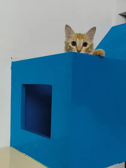 Nazar playing peek-a-boo from the top of his favorite blue box. Cats love these little hiding spots.