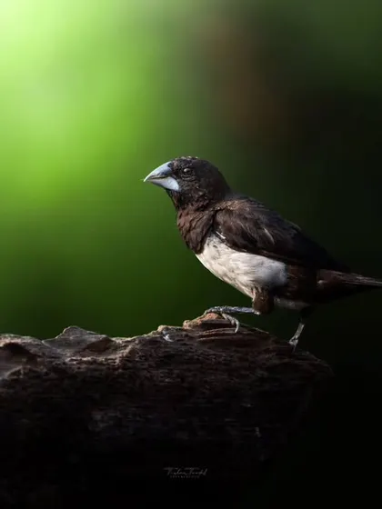 A White-rumped Munia perches on a log, its neat brown and white plumage illuminated by a soft light against a dark green background.