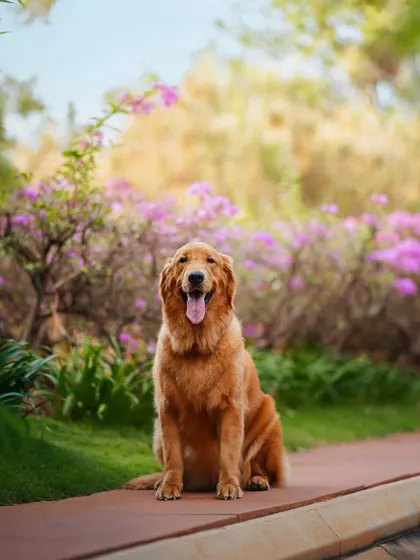 A happy Golden Retriever sits proudly on a path, surrounded by vibrant purple flowers. This shot is all about capturing the joyful personality of a pet in a beautiful, colorful outdoor setting.