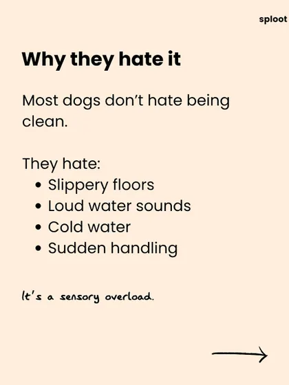 Why do they hate it? Think slippery floors, loud water sounds, cold water, and sudden handling. For many dogs, it's an overwhelming sensory experience.