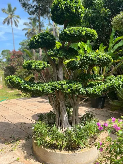 A beautiful, mature Ficus bonsai tree, expertly shaped over many years. This makes a stunning living sculpture for any garden or large patio.