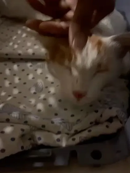 Lily enjoying a gentle head scratch. She was an indoor-outdoor cat whose parents needed a completely secure space for her, which I was happy to provide.
