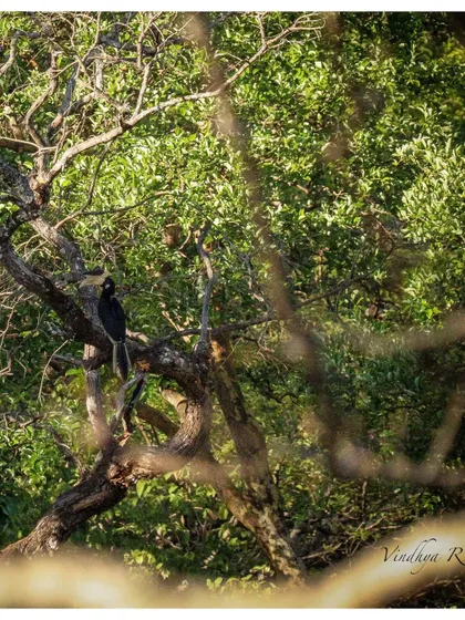 The magnificent Malabar Pied Hornbill, a bird that every wildlife enthusiast hopes to see. We were lucky to spot it on our Dandeli trip.
