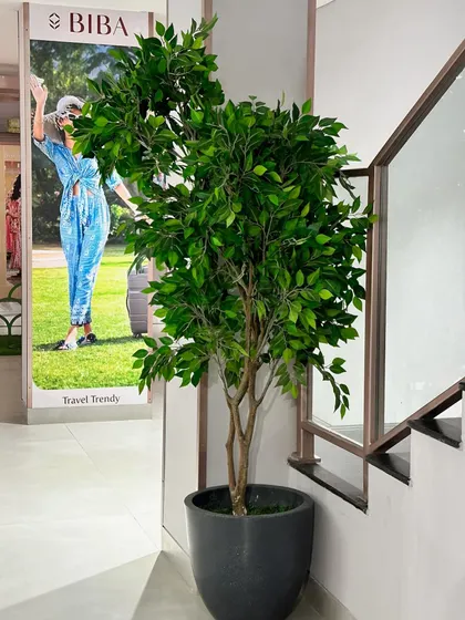 A tall, lifelike artificial Ficus tree. These are perfect for adding height and a sense of establishment to a space instantly, without the long wait for a real tree to grow.
