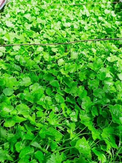 A lush bed of homegrown coriander, ready for harvest. Growing your own herbs ensures they are fresh, flavorful, and completely free from harmful pesticides.