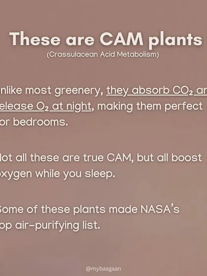 These are CAM plants. Unlike most greenery, they absorb CO2 and release O2 at night, making them perfect for bedrooms. Many of them are on NASA's top air-purifying list.