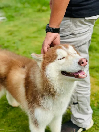 The look of pure peace. Frudo the Siberian Husky enjoys a gentle pat, feeling completely relaxed and happy.