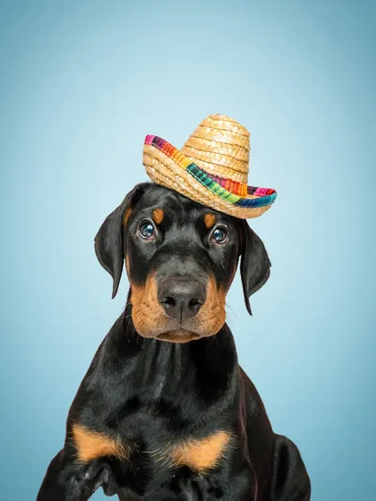 Meet Bali, a 3-month-old Doberman puppy with the sweetest eyes. A little patience and a lot of charm are all you need to capture puppy magic in the studio.