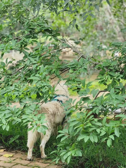 A dog's nose is incredibly powerful. Simply allowing them time to stop and sniff the bushes on a walk is a form of enrichment that provides a huge amount of mental stimulation.