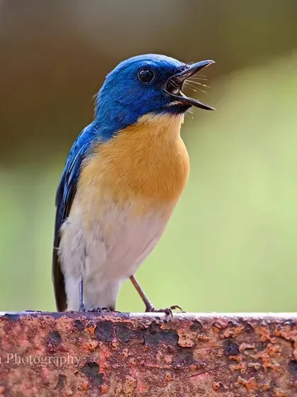 A Tickell's Blue Flycatcher lets out a sharp call. Capturing a bird mid-song is a wonderful challenge, freezing a moment of sound and behavior that defines its presence in the undergrowth.
