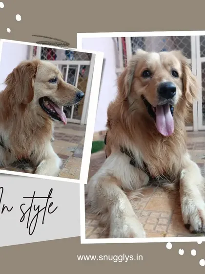This beautiful golden retriever is relaxing indoors. The tiled floors help keep pets cool and are easy to keep clean.