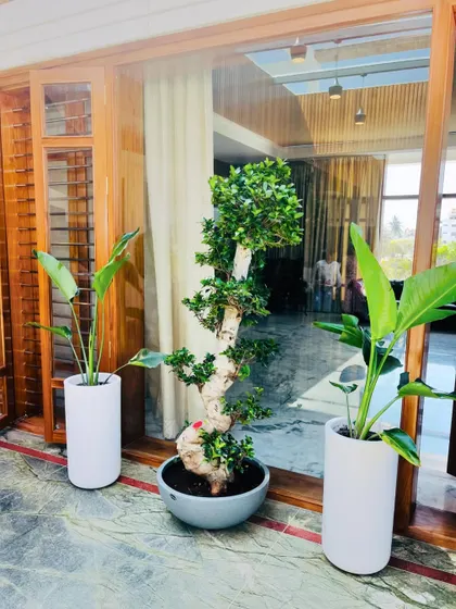 A classic and elegant arrangement. We flanked a beautiful bonsai tree with two tall Bird of Paradise plants in sleek white cylindrical planters, creating a symmetrical and sophisticated look for this entryway.