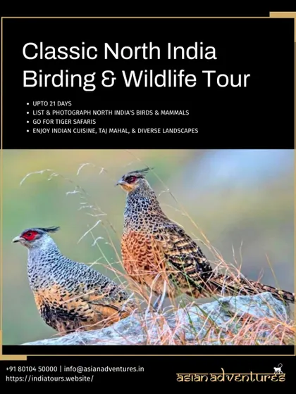 This poster for our Classic North India Tour features the Cheer Pheasant, but also highlights our tiger safaris in premier parks. This comprehensive tour is a perfect introduction to India's diverse wildlife.