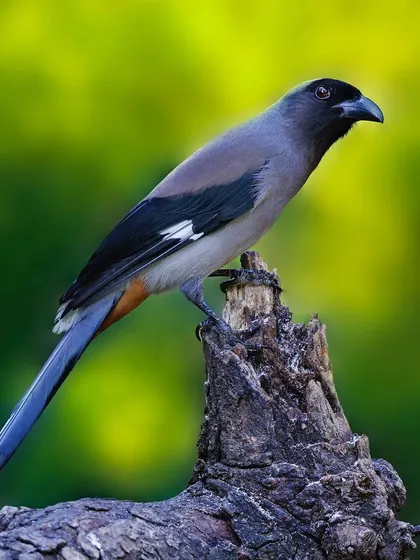 A Gray Treepie with its long tail is perched on a dead tree stump. The composition uses the elegant curve of the stump to frame the bird.
