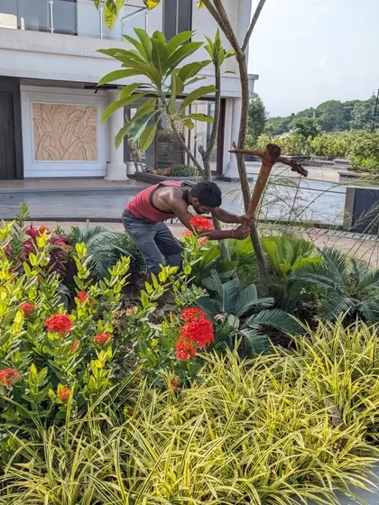 For this private villa in Thane, we added over 750 plants to make the existing garden denser and more vibrant. Here, a team member tends to the colorful flower beds.
