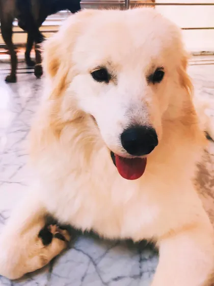 A fluffy Himalayan Shepherd or a similar mountain breed, Golu, is a gentle and calm dog.