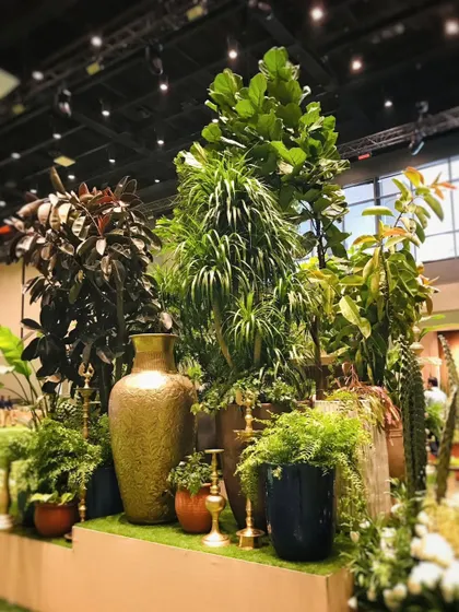 This was part of the larger-than-life green decor we created for a Reliance Diwali bash. We built this multi-level installation overnight, clustering tall Fiddle Leaf Figs, Crotons, and ferns with large decorative urns to create a truly grand and festive display.
