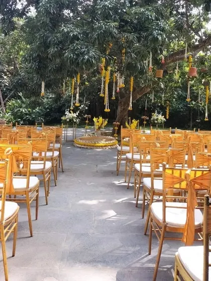 The guest seating for the outdoor Haldi ceremony, with simple wooden chairs decorated with yellow sashes, all arranged to face the beautiful tree centerpiece.