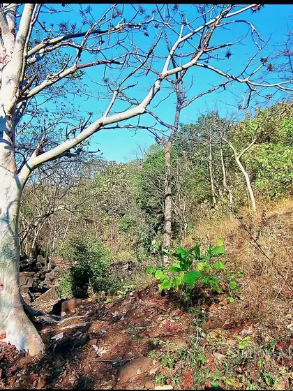 This is a patch of forest in Mumbai's National Park during the peak of the dry season. The ghost tree stands stark against a blue sky, the ground covered in dry leaves, waiting for the life-giving rain.