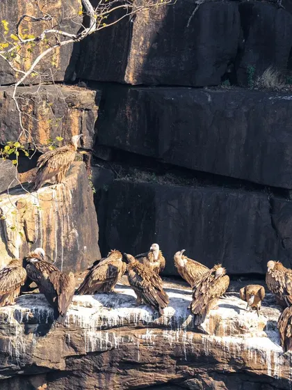 Another view of the vultures at their roosting site in Panna. Vulture populations are critically endangered, and seeing them in such numbers is a hopeful sign.