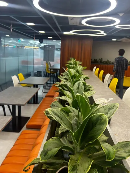 Greenery isn't just for workstations. We transformed this office cafeteria and breakout area with a long row of Aglaonema plants, creating a more relaxed and inviting atmosphere for employees to recharge during their breaks.