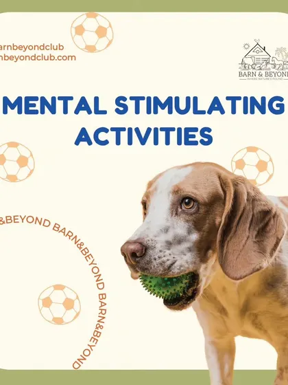 A happy dog needs more than just physical exercise. We offer plenty of mental stimulating activities, like puzzle toys and scent work, to keep their brains active and engaged.