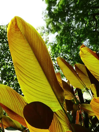 An upward shot looking through the translucent leaves of the Calathea, highlighting their color and structure against the sky.